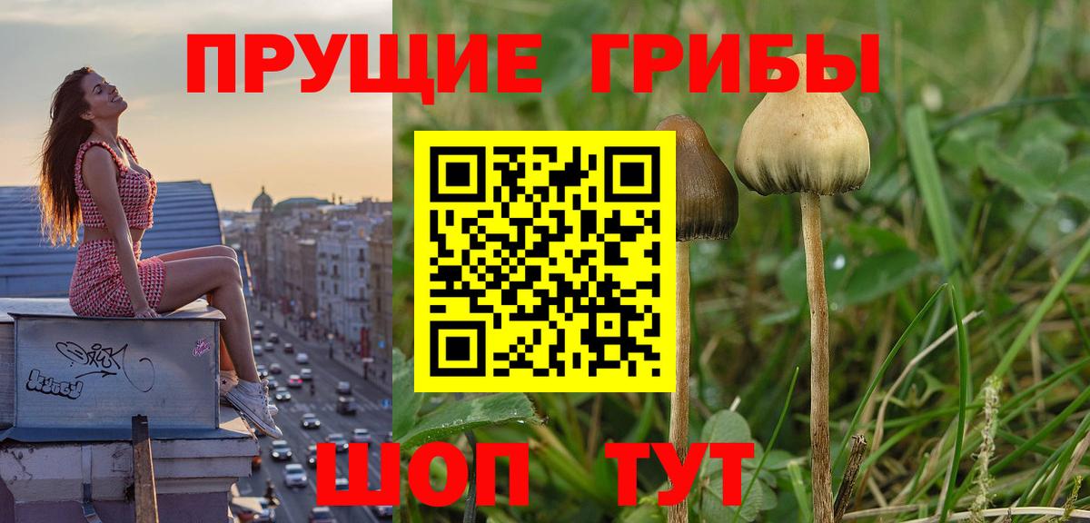 Псилоцибиновые грибы прущие грибы Вичуга